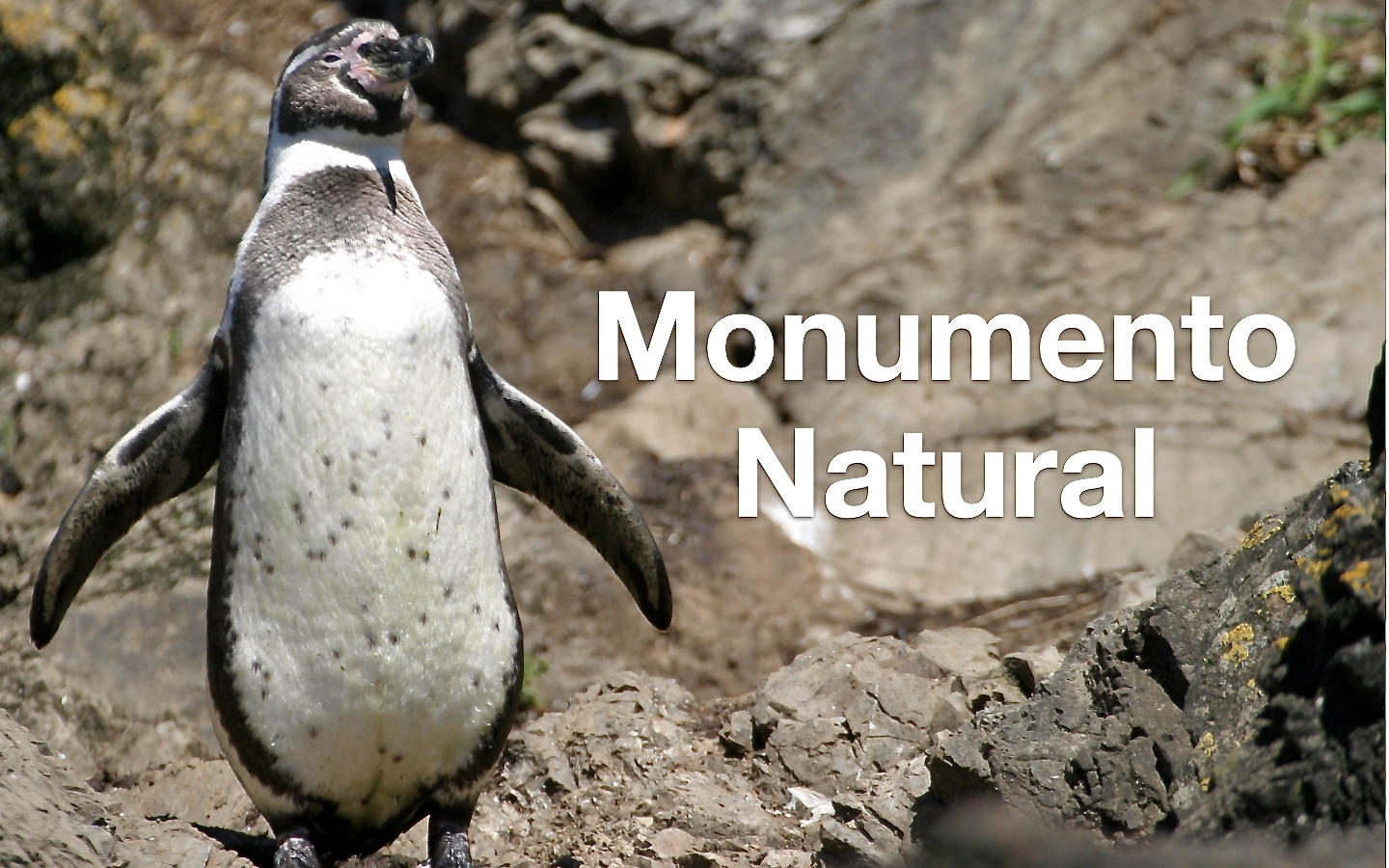 Großer Erfolg - Humboldt-Pinguin Naturdenkmal